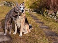 Alaskan Husky and cat cuddle together Royalty Free Stock Photo