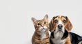 A dog and a cat are cuddling together. Concept of warmth, companionship between the two animals. Portrait of Happy beagle dog and Royalty Free Stock Photo