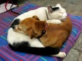 Dog and cat curled up like yin and yang Royalty Free Stock Photo