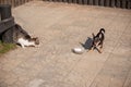 Dog and cat eat. A gray-white cat and a Chihuahua dog eat dry food. Dog and cat are fed side by side Royalty Free Stock Photo