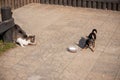 Dog and cat eat. A gray-white cat and a Chihuahua dog eat dry food. Dog and cat are fed side by side Royalty Free Stock Photo