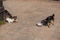 Dog and cat eat. A gray-white cat and a Chihuahua dog eat dry food. Dog and cat are fed side by side Royalty Free Stock Photo