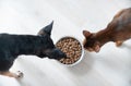 Dog and cat eating from a bowl, top view. Pet food concept Royalty Free Stock Photo
