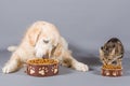 Dog and cat eating Royalty Free Stock Photo