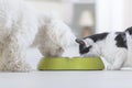 Dog and cat eating food from a bowl Royalty Free Stock Photo