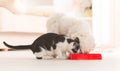 Dog and cat eating food from a bowl Royalty Free Stock Photo