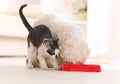 Dog and cat eating food from a bowl Royalty Free Stock Photo