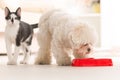 Dog and cat eating food from a bowl Royalty Free Stock Photo