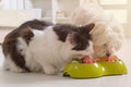 Dog and cat eating natural food from a bowl Royalty Free Stock Photo