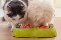 Dog and cat eating natural food from a bowl Royalty Free Stock Photo