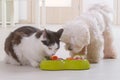 Dog and cat eating natural food from a bowl Royalty Free Stock Photo