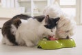 Dog and cat eating natural food from a bowl Royalty Free Stock Photo