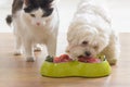 Dog and cat eating natural food from a bowl Royalty Free Stock Photo