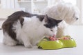 Dog and cat eating natural food from a bowl Royalty Free Stock Photo