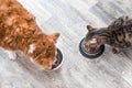 Dog and a cat are eating together from a bowl of food. Animal feeding concept Royalty Free Stock Photo