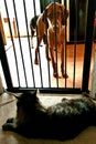 Dog cat fence gate pet pets rivals enemies visla tabby Royalty Free Stock Photo