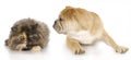 Dog and cat fight Royalty Free Stock Photo