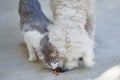 Dog and cat fight for food Royalty Free Stock Photo