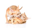 dog and cat fight. on white background Royalty Free Stock Photo