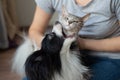 A dog and a cat are fighting in the hands of a young female owner. Papillon and Brush Sphinx are playing