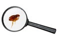 Dog or cat flea under real magnifying glass over white Royalty Free Stock Photo