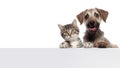 Dog and Cat With Happy Expression Holding Blank Sign Royalty Free Stock Photo