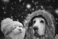 Dog and cat hat in snowfall Royalty Free Stock Photo