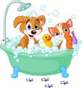 Dog and Cat having a bath Royalty Free Stock Photo