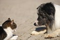 Dog and cat, head to head Royalty Free Stock Photo