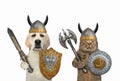 Dog with cat are knights Royalty Free Stock Photo