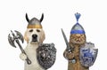 Dog with cat are knights 2 Royalty Free Stock Photo