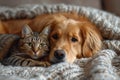 A dog and a cat lie together under a warm blanket at home . Friendship of pets Royalty Free Stock Photo