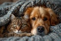 A dog and a cat lie together under a warm blanket at home . Friendship of pets Royalty Free Stock Photo