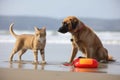 dog and cat lifeguards playing fetch on the beach