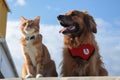 dog and cat lifeguards sharing a laugh as they keep watch over the beach