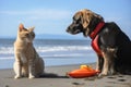 dog and cat lifeguards sharing snack on the beach