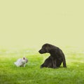 Dog and cat look closely at each other Royalty Free Stock Photo