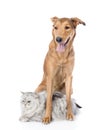 Dog with cat looking away. isolated on white background Royalty Free Stock Photo