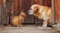 A dog and cat looking at each other in a doorway, AI Royalty Free Stock Photo