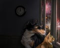 Dog and Cat looks out the window and watching the fireworks Royalty Free Stock Photo