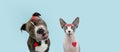 Dog and cat  love celebrating valentine`s day with heart shape stickers. Isolated on blue pastel background Royalty Free Stock Photo