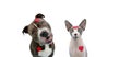 Dog and cat  love celebrating valentine`s day with heart shape stickers. Isolated on white background Royalty Free Stock Photo