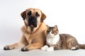 Dog and a cat lying next to each other on a white background. The dog is a large breed with a tan coat and black muzzle while the Royalty Free Stock Photo