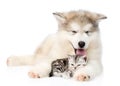Dog and cat lying together. isolated on white background Royalty Free Stock Photo
