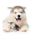 Dog and cat lying together. isolated on white background Royalty Free Stock Photo