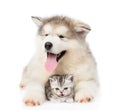 Dog and cat lying together. on white background Royalty Free Stock Photo