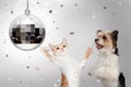 Dog and Cat New Years Celebration Party Royalty Free Stock Photo