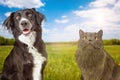 Dog And Cat in Park Close-up