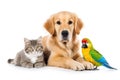 Dog, Cat and Parrot Isolated