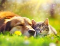 Dog and Cat Sleeping in Grass. Generative AI Royalty Free Stock Photo